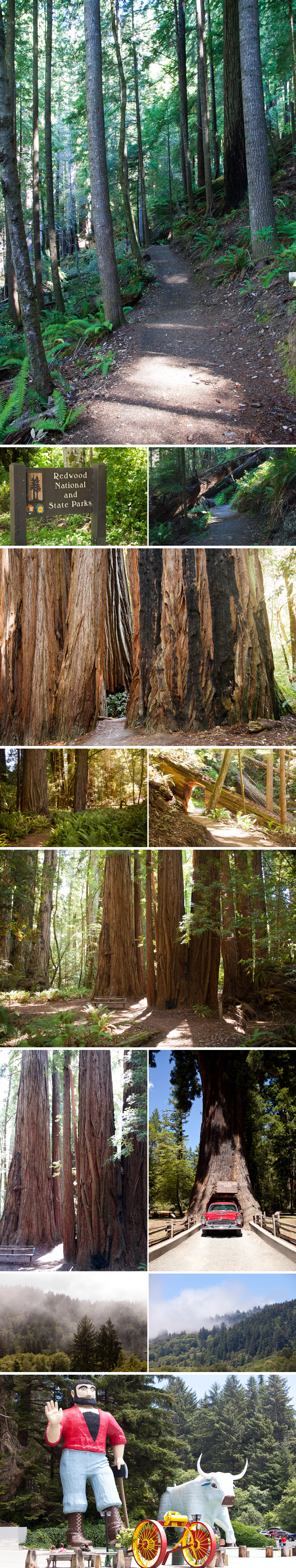redwoodscollage