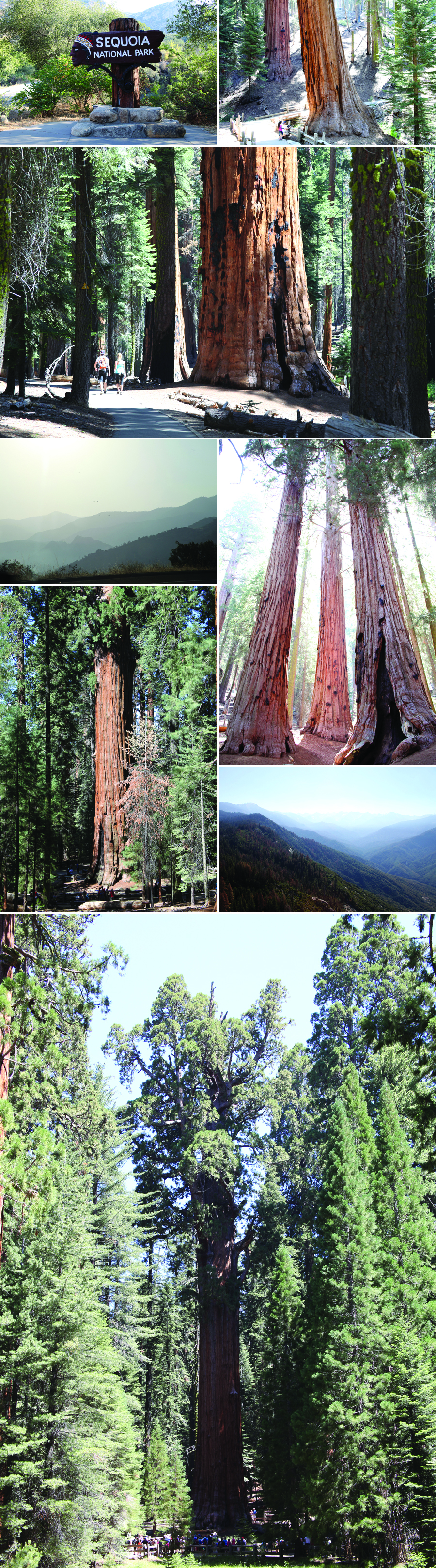sequoiacollage
